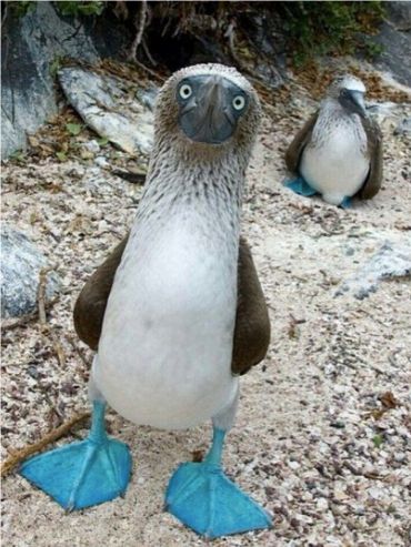 A blue-footed booby standing on a rocky shore, showing off its bright blue webbed feet